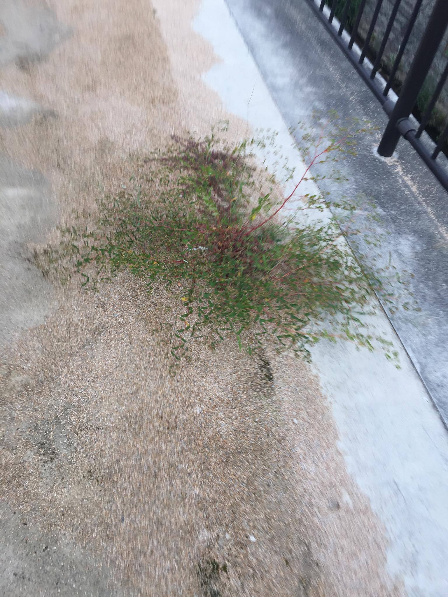 真砂土の真実 歩道 エクステリア 土間コン 舗装 草 水たまり対策 Drytech ドライテック 透水性舗装仕上材 生コンポータル 真砂土の真実 歩道 エクステリア 土間コン 舗装 草 水たまり対策 Drytech ドライテック 透水性舗装仕上材 生コンポータル