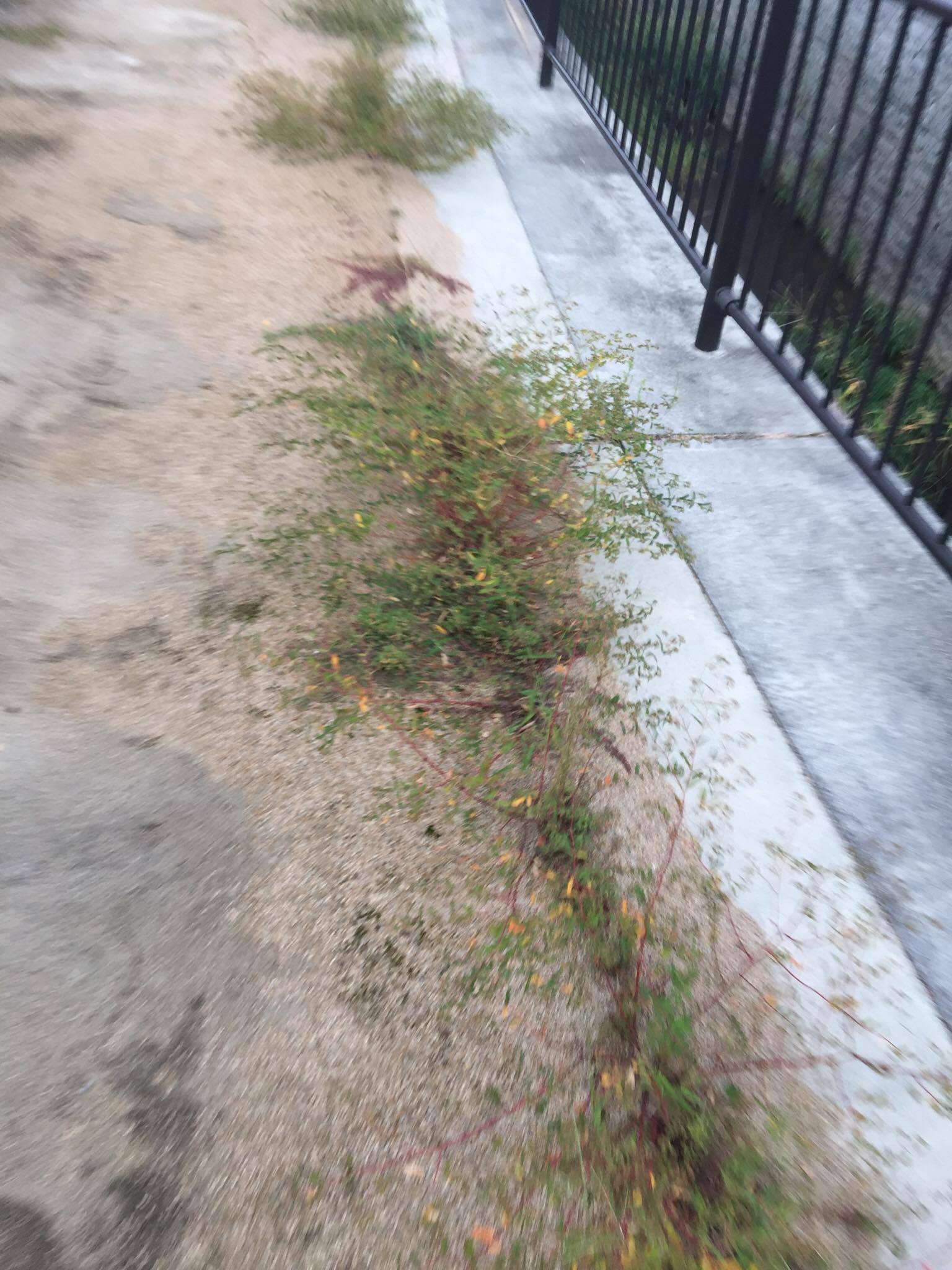 真砂土の真実 歩道 エクステリア 土間コン 舗装 草 水たまり対策 Drytech ドライテック 透水性舗装仕上材 生コンポータル 真砂土の真実 歩道 エクステリア 土間コン 舗装 草 水たまり対策 Drytech ドライテック 透水性舗装仕上材 生コンポータル