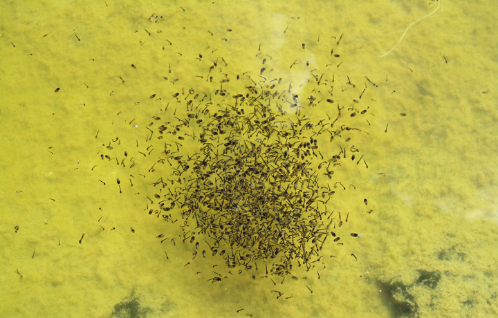 下の土壌に水が溜まってボウフラが沸くの 庭ファンに寄せられた質問に勝手に答えるシリーズ 1 水たまり対策 Drytech ドライテック 透水性舗装仕上材 生コンポータル
