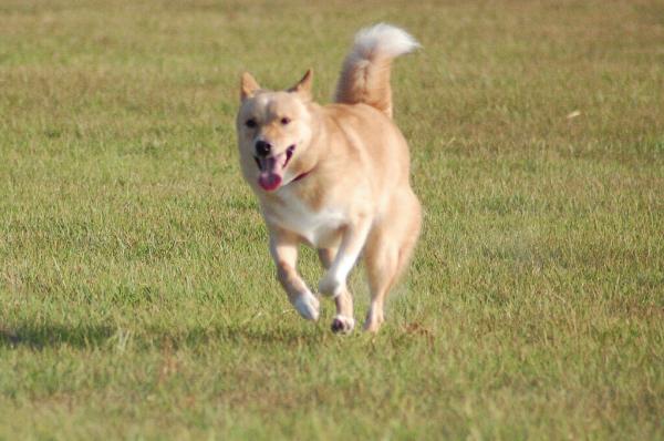 『犬走り』を極めマニアックな世界の覇者となる！