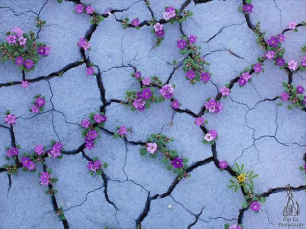 「花とコンクリート」 透水・環境・共生・培土・造園・エクステリア・緑化