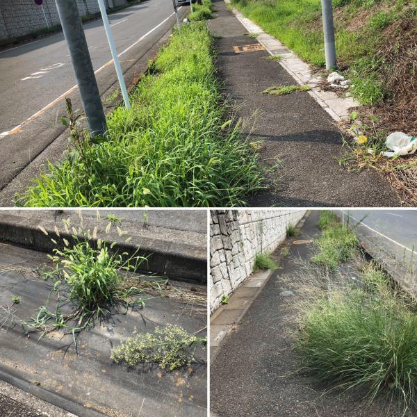 防草シートって意味あるの 下を向いて歩こう 4 埼玉県桶川市 水たまり対策 Drytech ドライテック 透水性舗装仕上材 生コンポータル