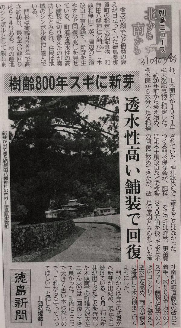 【徳島】樹齢800年スギに新芽「回復してきてよかった」那賀町天然記念物