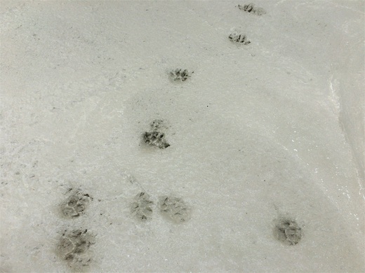 猫の足跡.jpg