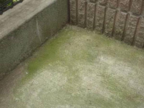 「なんで透水性コンクリートはコケ・カビが生え《づらい》のか?」は間違っていました!