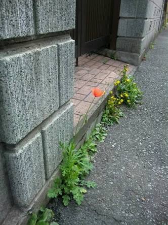 かいほう②.jpeg