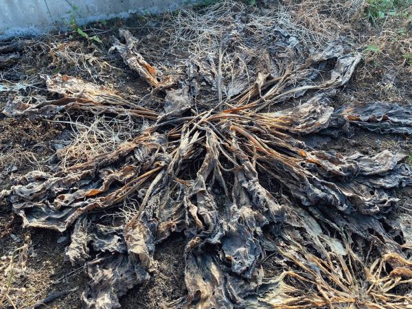 【静岡】「温水除草、その後どうなった?」エクスショップ・ケルヒャー・生コンポータル
