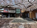 桜とコンクリートどっちが主役かわからない オコシコン®︎ で作った駐車場