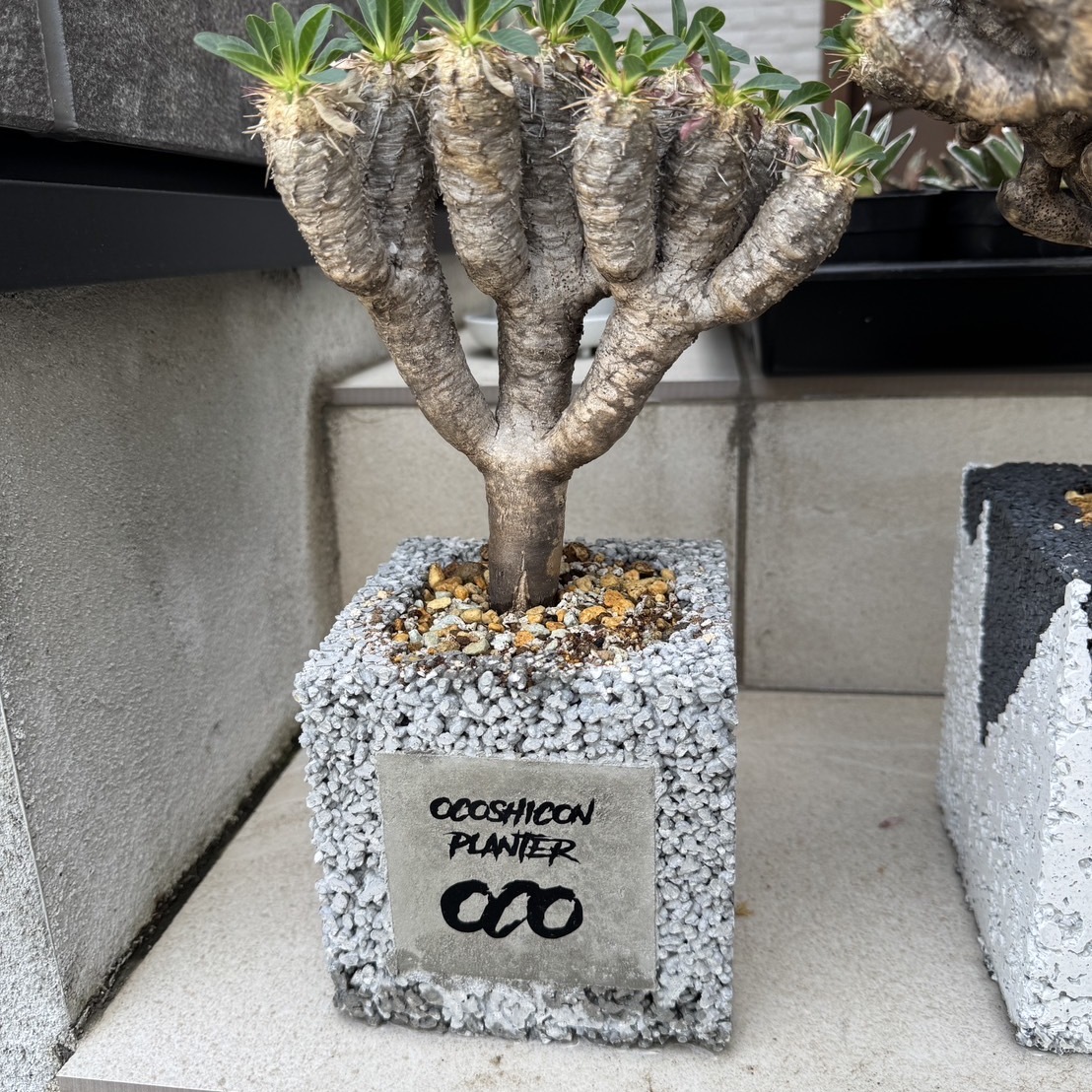 オコシコン®︎ のクラフトブランド【OCO】展示＆直売がカフェ【Lumber】で本格始動 #ナマコンバレー