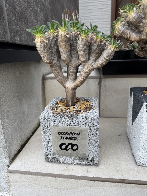 オコシコン®︎ のクラフトブランド【OCO】展示&直売がカフェ【Lumber】で本格始動 #ナマコンバレー