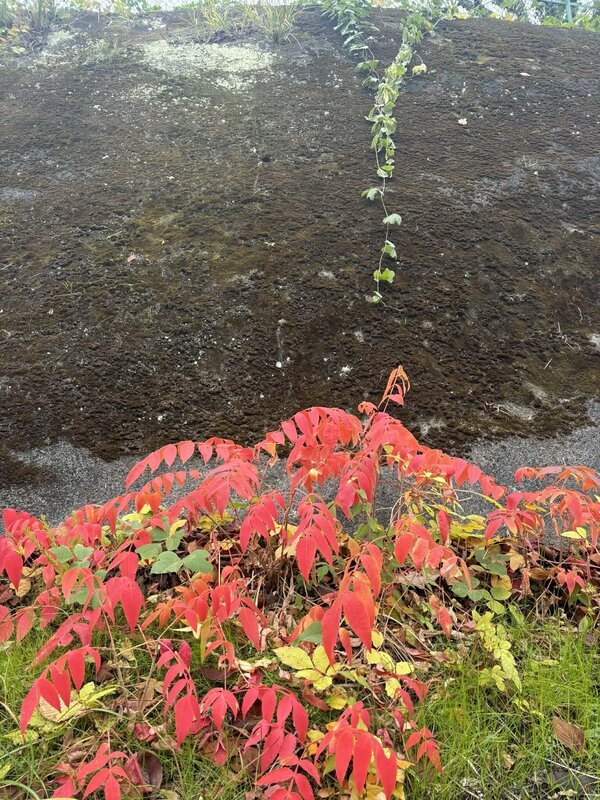 コンクリートは自然の破壊者ではなく脱炭素/資源循環の最も有望な媒体として貢献しています（ナマコンバレー）