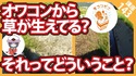 【コンクリート講座】え？オワコンに草が生えてしまった？どういうこと?!
