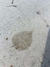 CNツーリズムの新名所！ 江川邸や城池親水公園に CNオワコン 実装されました！