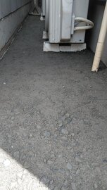 ダップルスさんも【庭コン】で見つかる。家周りの問題解消【土間コン™︎】相談相手の探し方