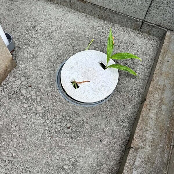 隙間に土溜まって草生えたりしない？
