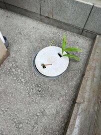 隙間に土溜まって草生えたりしない？