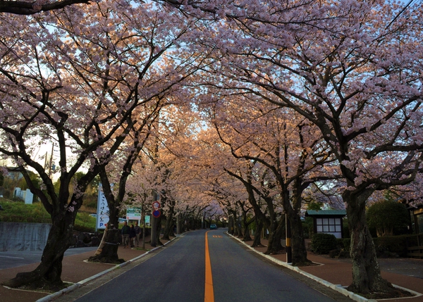 Izu Peninsula, lesser known destination you must see in Japan (part 18)