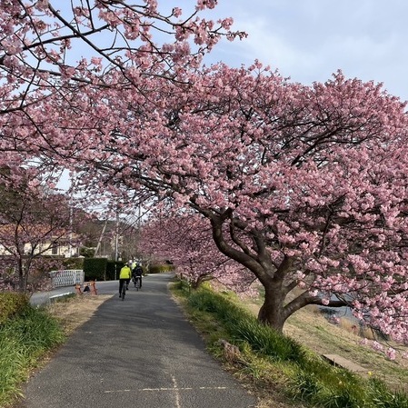 「一足お先にお花見シーズン到来の伊豆半島をご紹介」