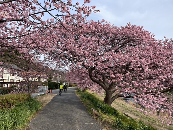 「一足お先にお花見シーズン到来の伊豆半島をご紹介」