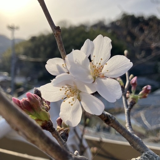 いよいよソメイヨシノの蕾も綻び始めバースデーパーティーで湧いたkrシリーズのご紹介