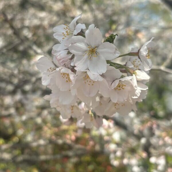 名物ソメイヨシノ見頃を迎えています【ナマコンバレー】ゲストハウス他のある土間コン™︎展示