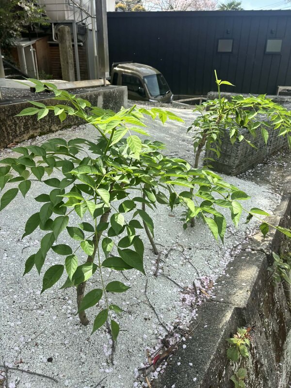 雨に見舞われたけどイベントもゲストも盛り沢山でした（週刊生コン 2026/04/06）