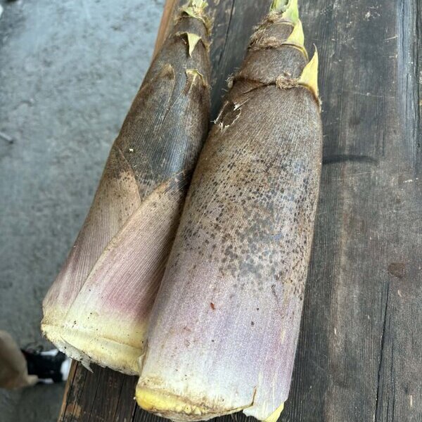 春のナマコンバレーではいろんなことがありました（週刊生コン 2026/04/20）