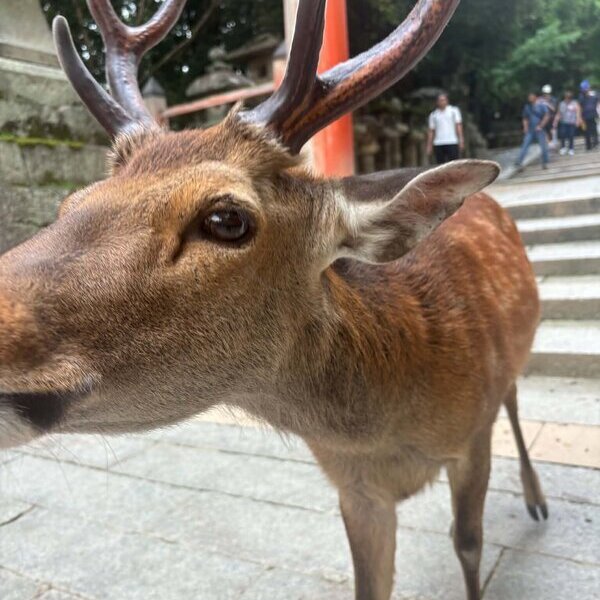 生コン屋さんの地域おこし！ 正蓮寺、杉山商店、東京亭、資さんうどん、ゐざさ、春日大社、華鹿、天理スタミナラーメン