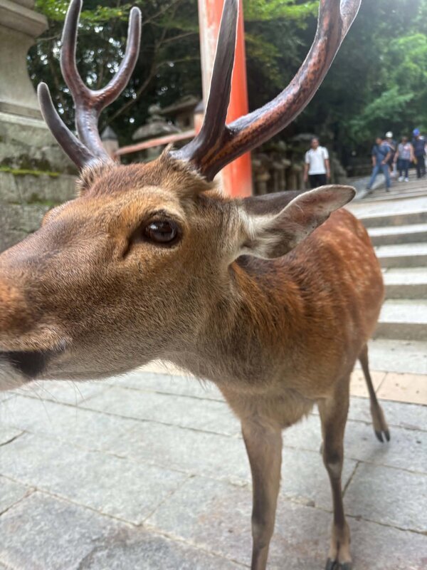 生コン屋さんの地域おこし！ 正蓮寺、杉山商店、東京亭、資さんうどん、ゐざさ、春日大社、華鹿、天理スタミナラーメン